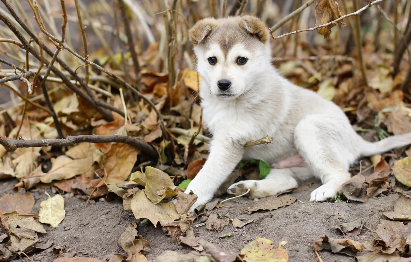 Photo wallpaper autumn, leaves, dog, puppy, Laika