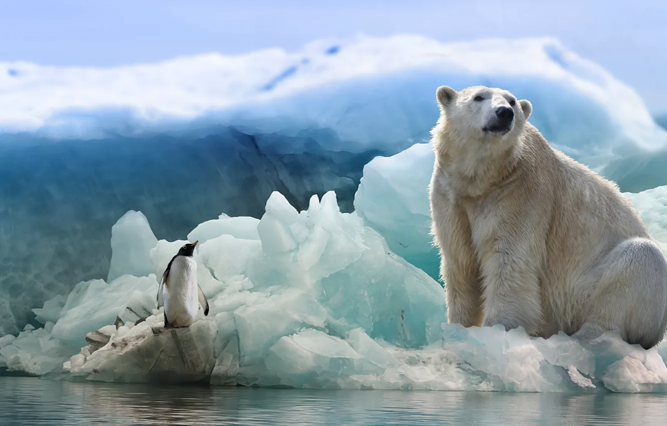 Photo wallpaper polar bear, penguin, white bear near white and black dolphin