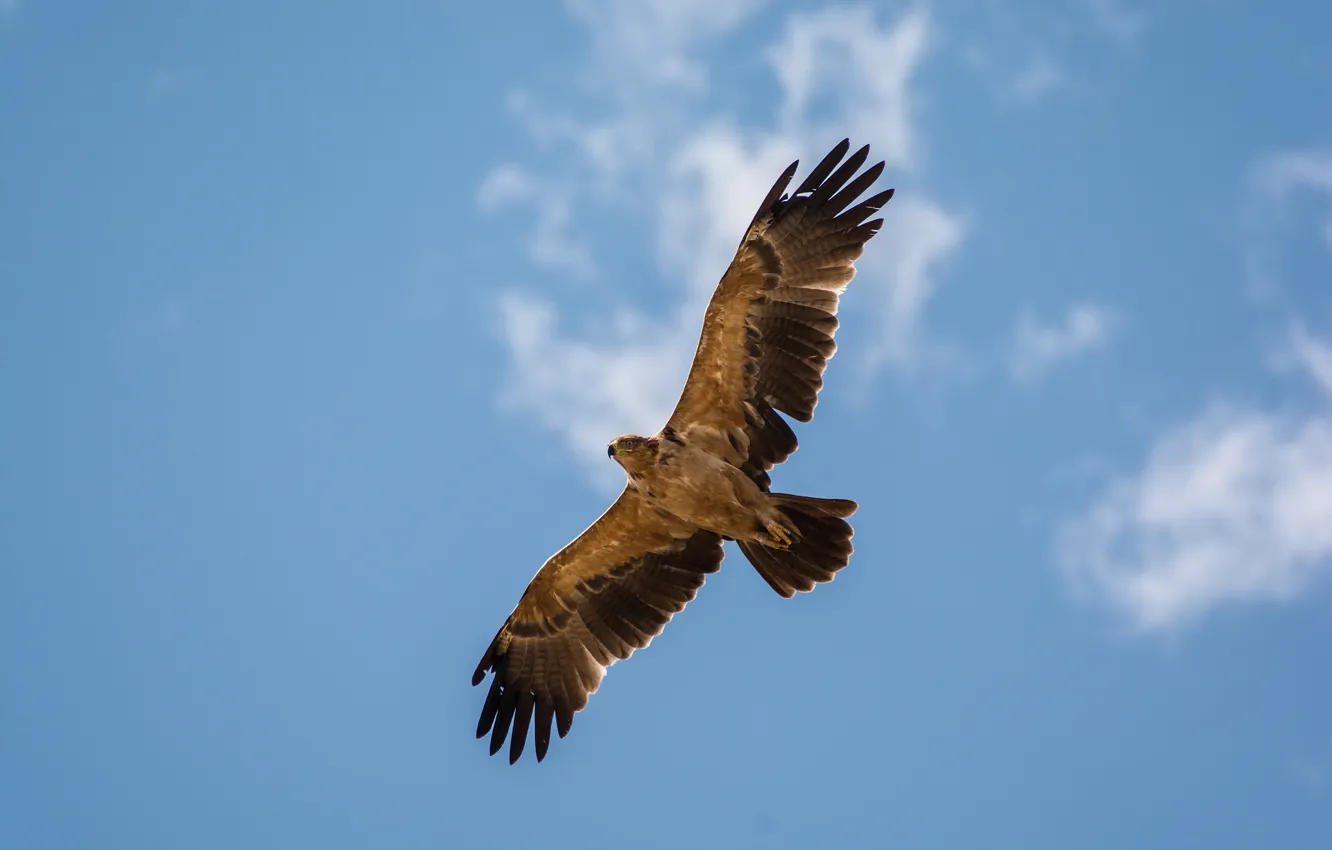 Photo wallpaper the sky, clouds, flight, hawk, blue sky