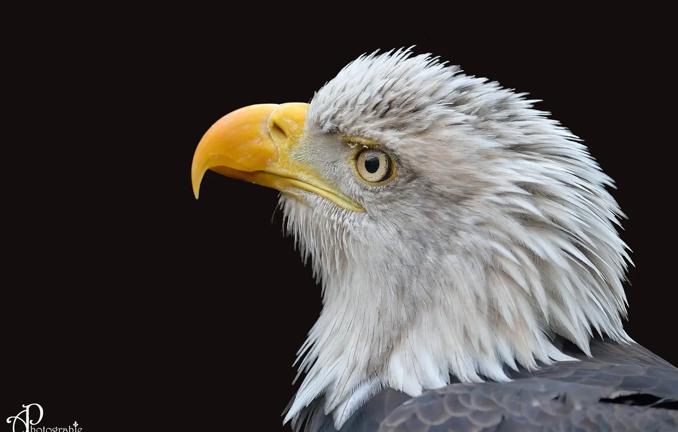 Photo wallpaper bird, predator, beak, profile, tail, the dark background, bald eagle