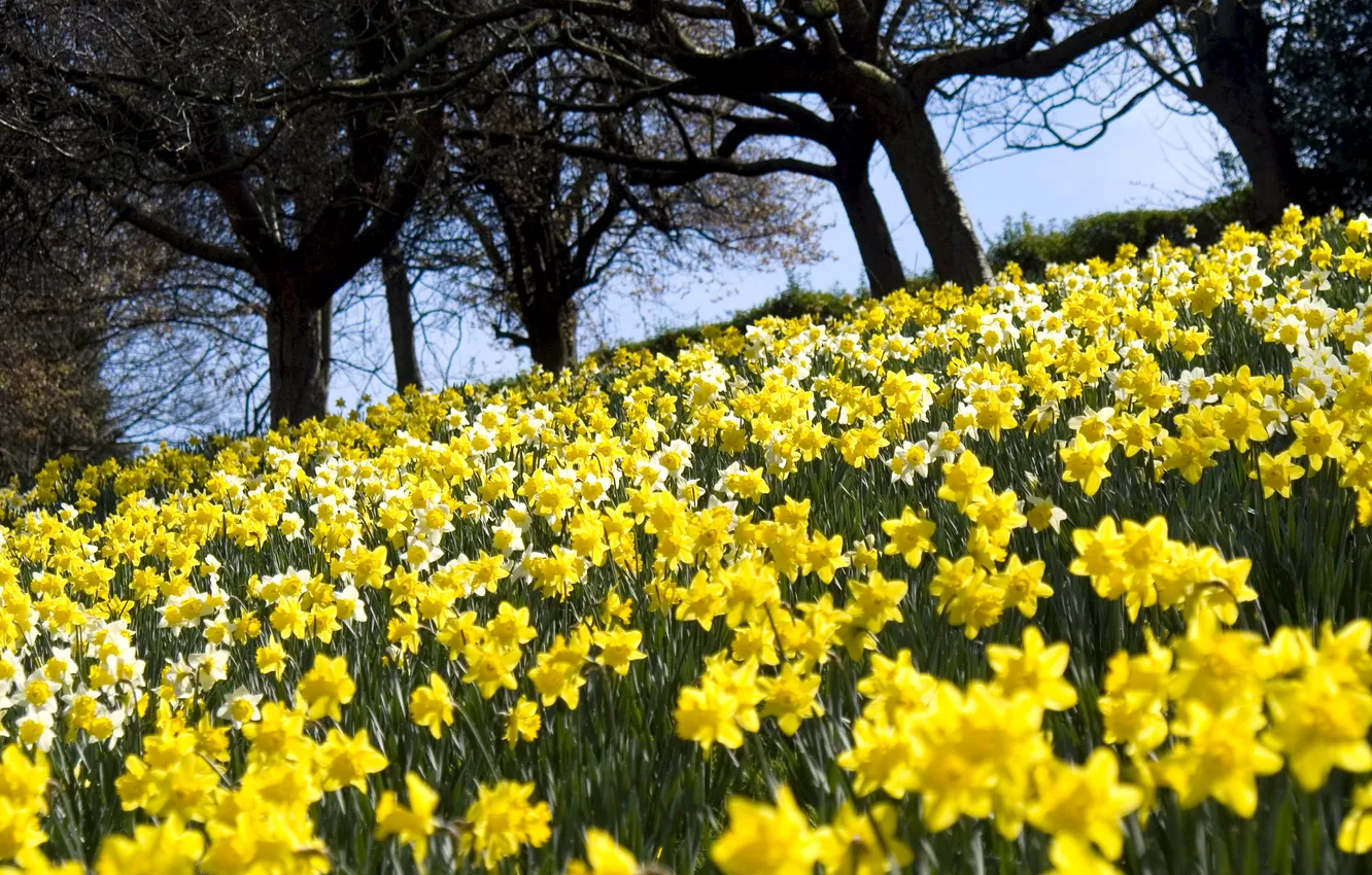 Photo wallpaper field, trees, flowers, yellow, nature, petals, buds, daffodils
