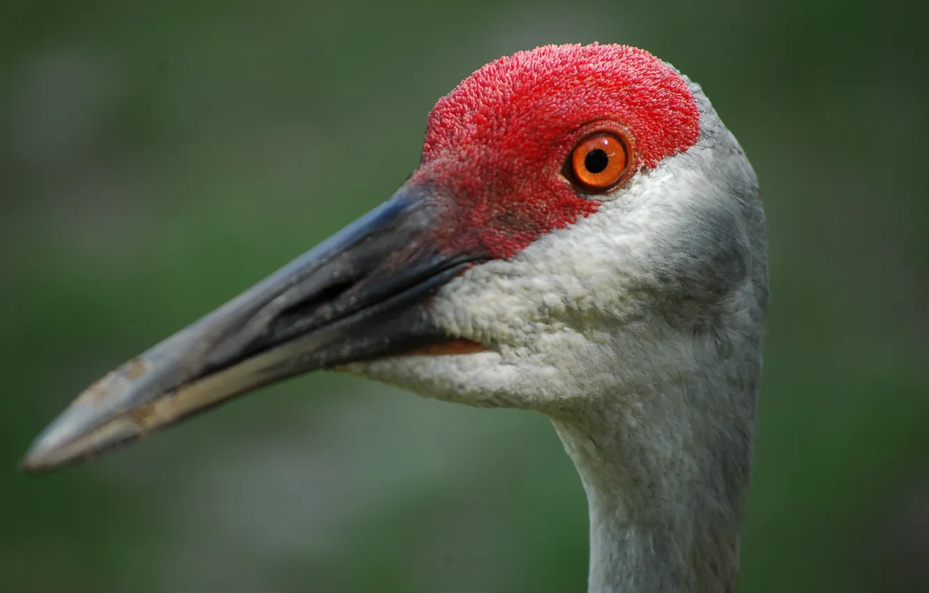 Photo wallpaper bird, closeup, Sandhill Crane