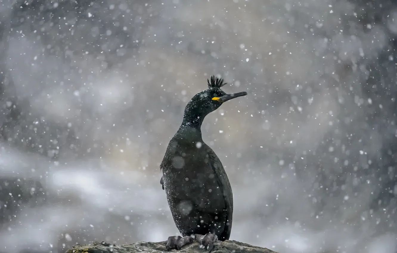 Photo wallpaper snow, rock, rock, cormorants, snowing, Shag