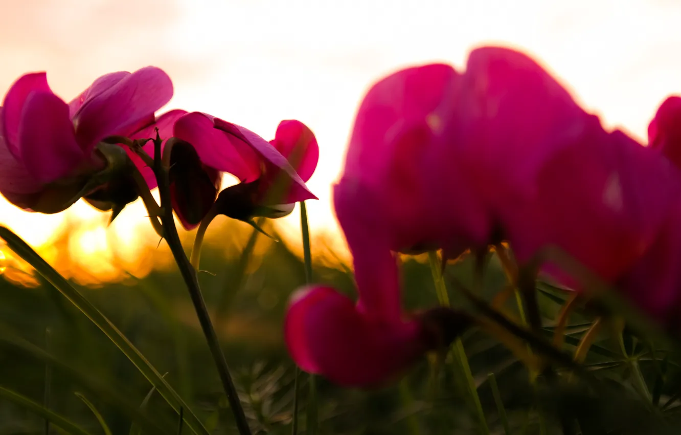 Photo wallpaper green, grass, sunshine, flower, sunset, autumn, dusk, purple