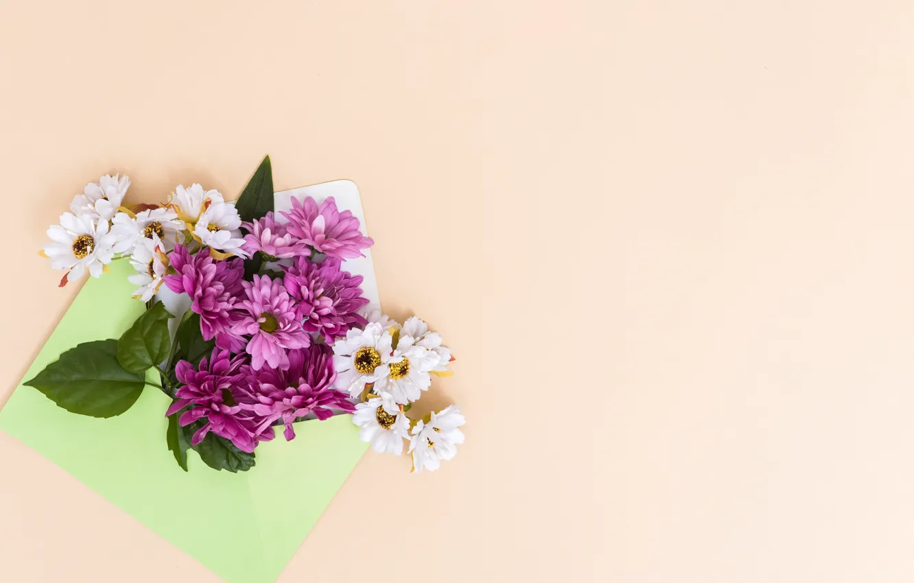 Photo wallpaper purple, flowers, background, white, chrysanthemum, the envelope