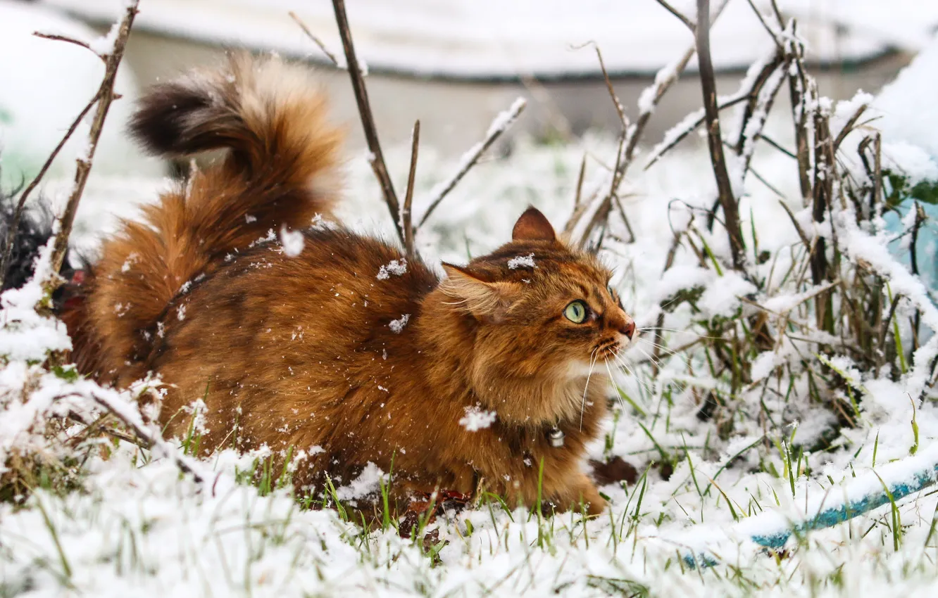 Photo wallpaper winter, cat, snowflakes, the game, wool