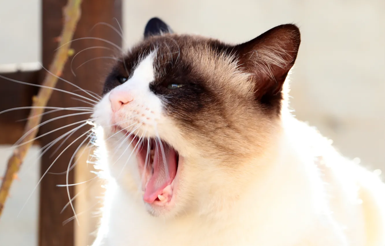 Photo wallpaper cat, look, background