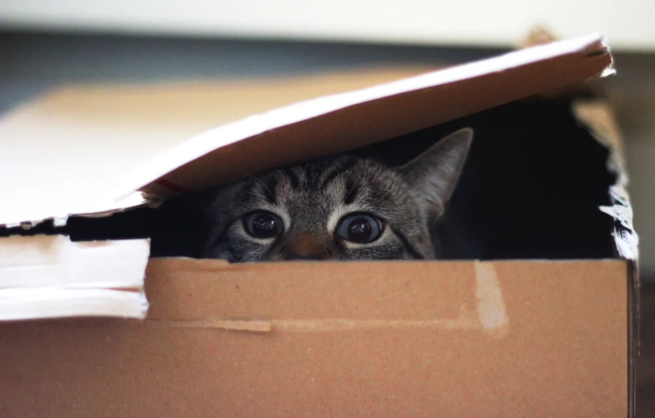 Photo wallpaper eyes, cat, look, box