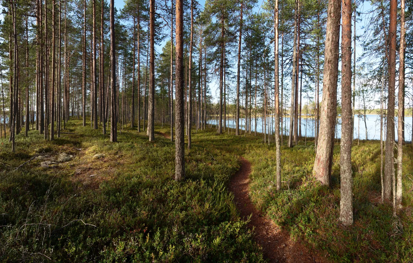 Photo wallpaper forest, trees, lake, path