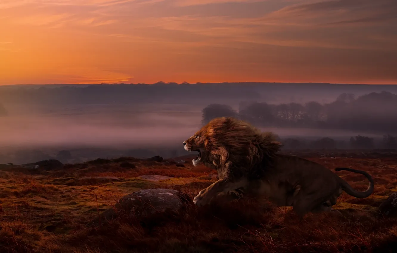 Photo wallpaper field, the sky, nature, fog, the dark background, stones, jump, Leo