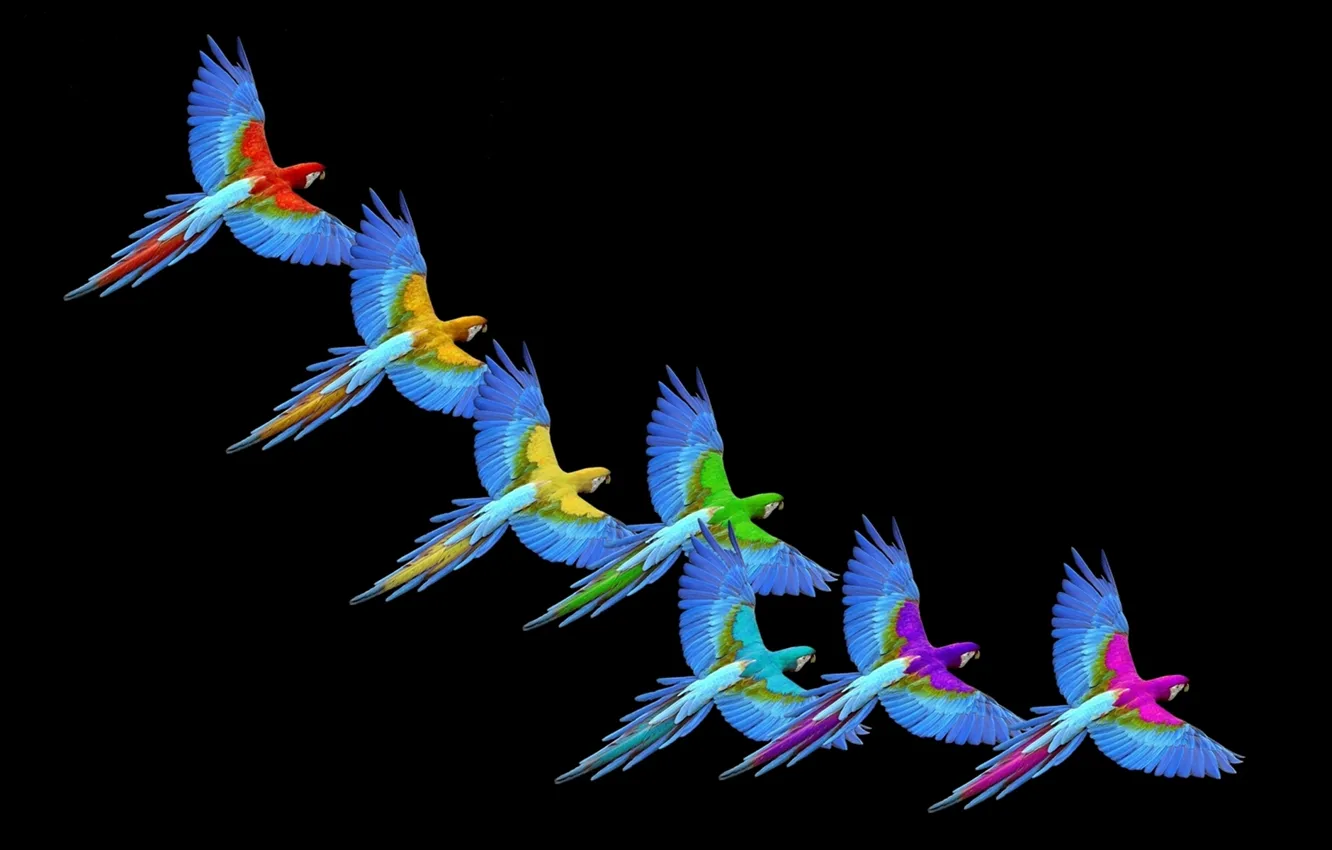 Photo wallpaper Rainbow, Colors, Macaw