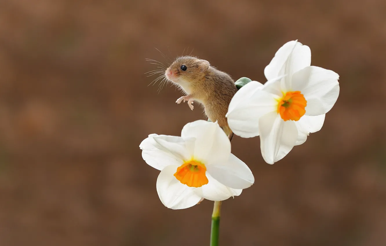 Photo wallpaper flowers, background, daffodils, bokeh, rodent, The mouse is tiny
