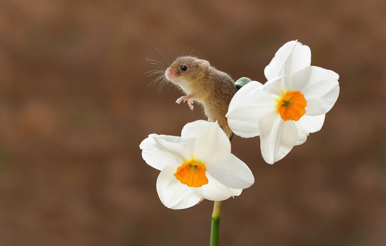 Photo wallpaper flower, background, bokeh, Narcissus, rodent, the mouse is tiny