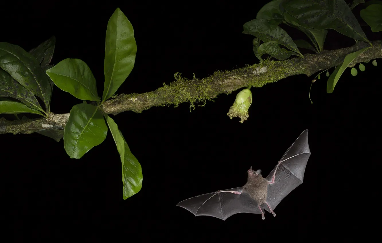 Photo wallpaper flight, night, plant, bat