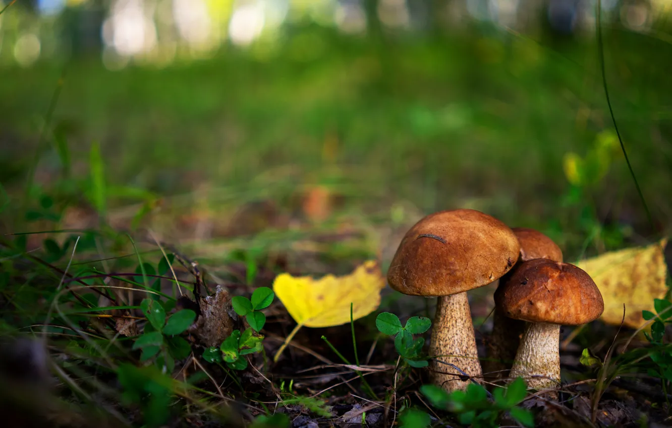 Photo wallpaper autumn, forest, grass, leaves, mushrooms, trio, bokeh, boletus