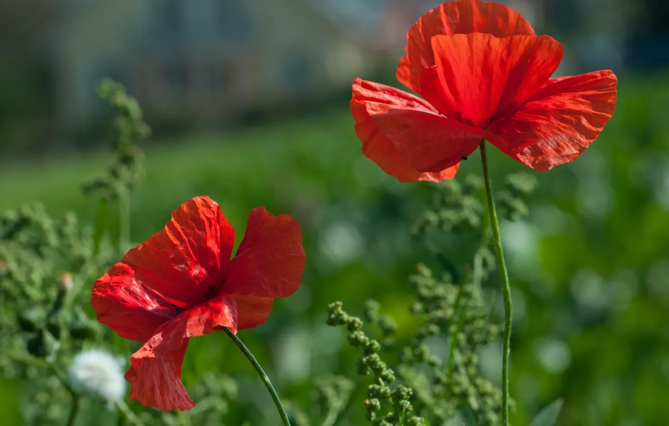 Photo wallpaper red, Maki, red, poppy