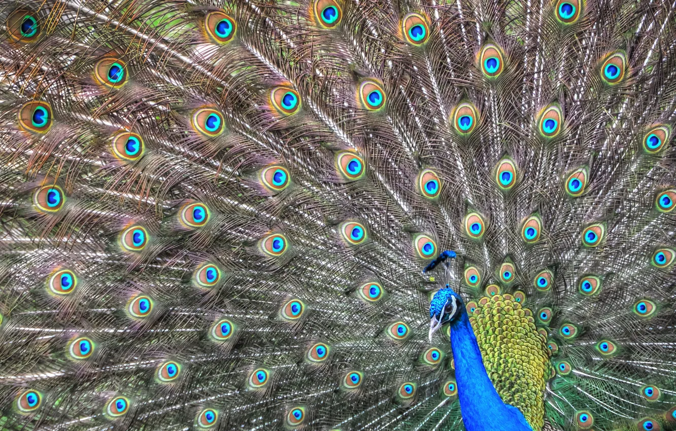 Photo wallpaper bird, pattern, feathers, tail, peacock