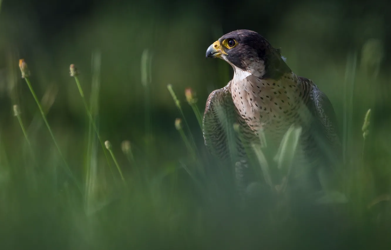 Photo wallpaper grass, look, the dark background, bird, portrait, blur, Falcon, predatory