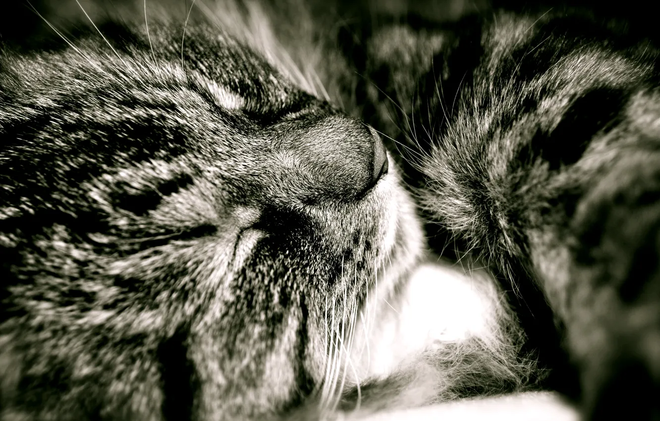 Photo wallpaper Cat, Sweet dream, Fluffy