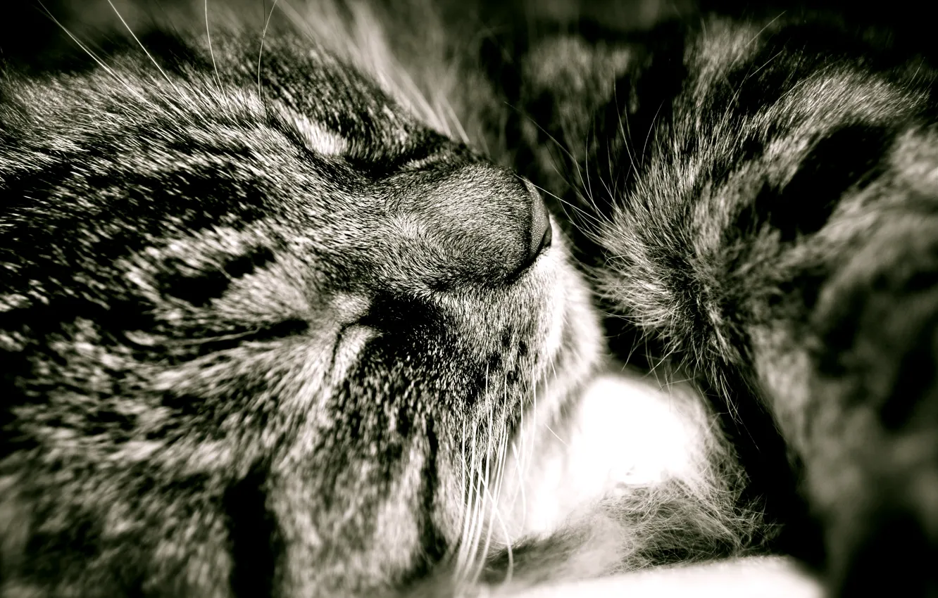 Photo wallpaper cat, fluffy, Sweet dream