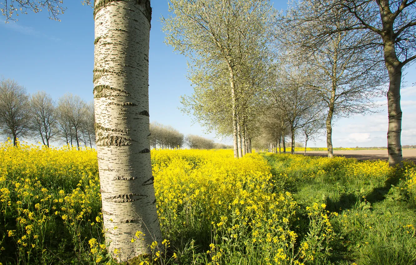 Photo wallpaper the sky, trees, flowers, yellow, rape, rapeseed field