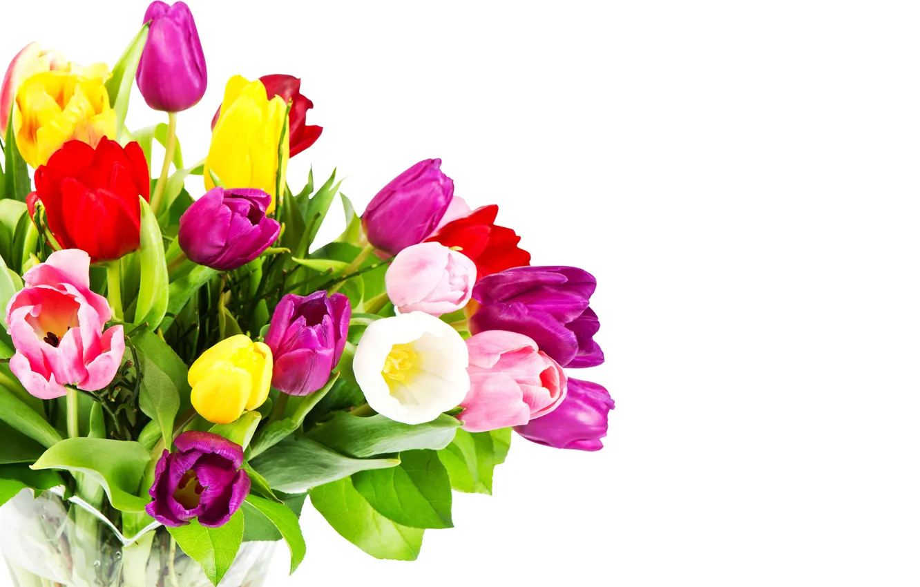 Photo wallpaper flowers, bouquet, purple, tulips, red, white background, pink, colorful