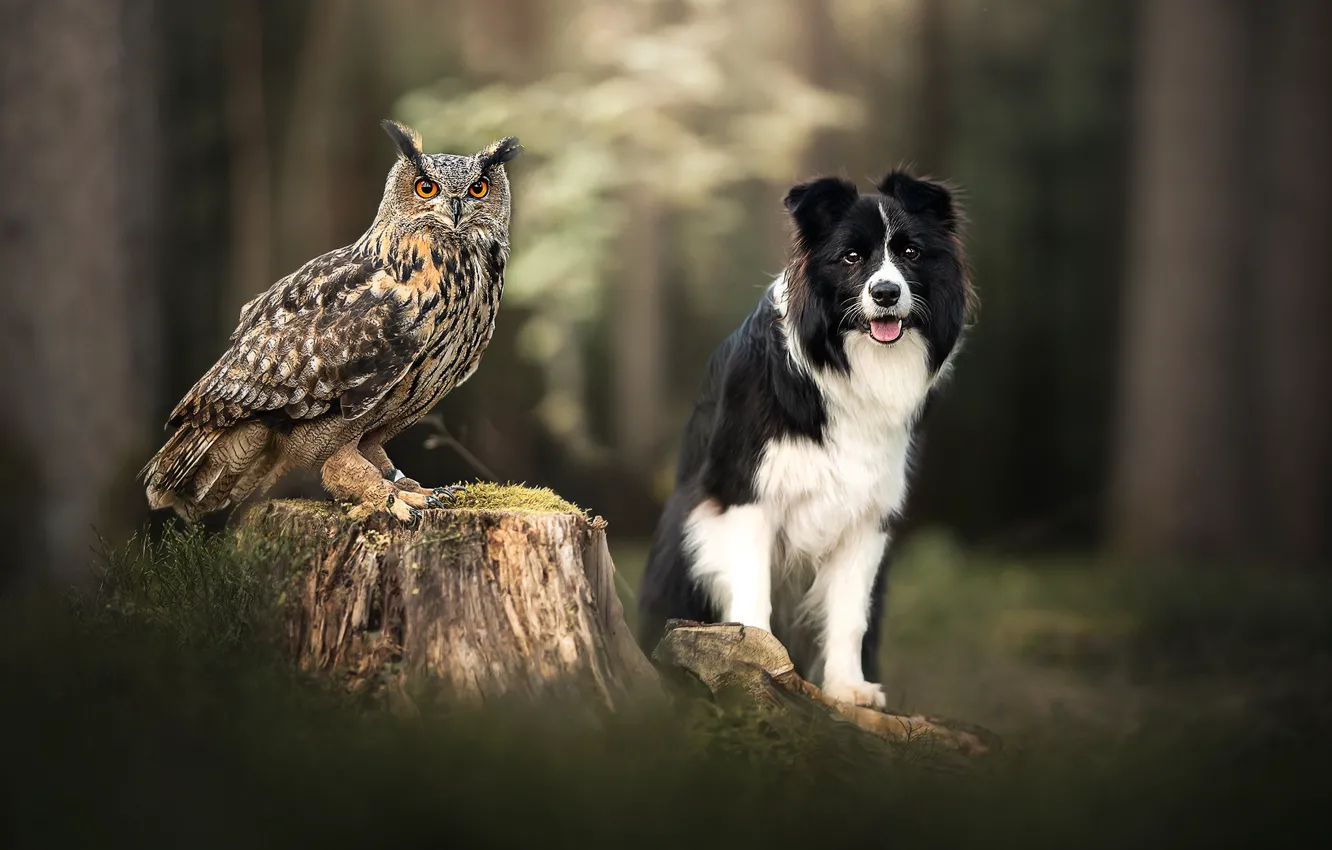 Photo wallpaper owl, bird, stump, dog, bokeh, owl