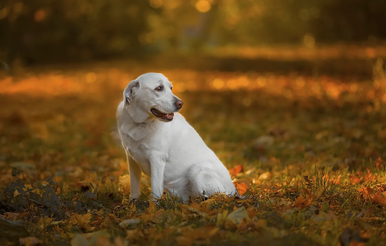 Photo wallpaper autumn, nature, dog