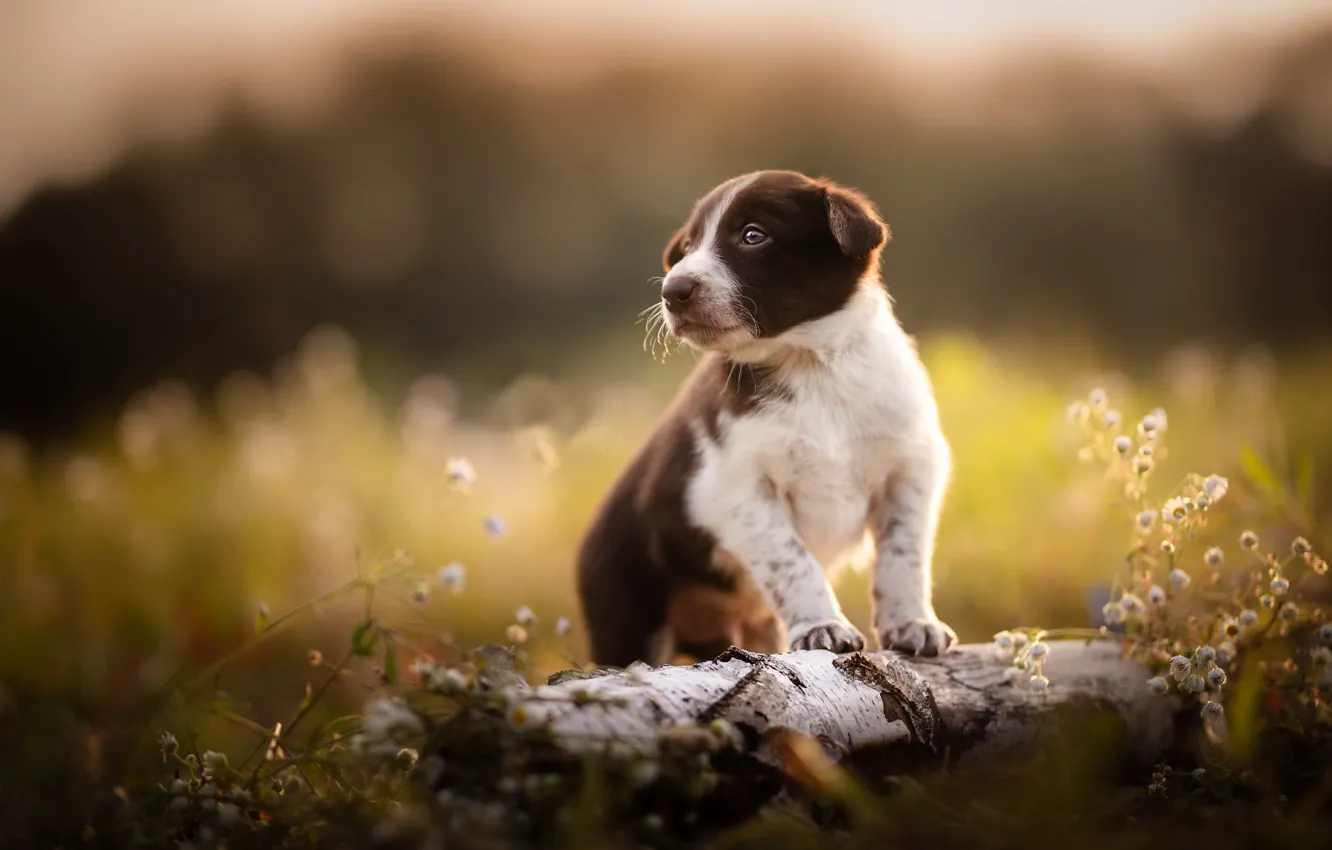 Photo wallpaper nature, dog, puppy