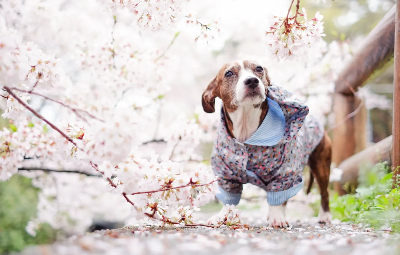 Photo wallpaper look, each, dog, spring