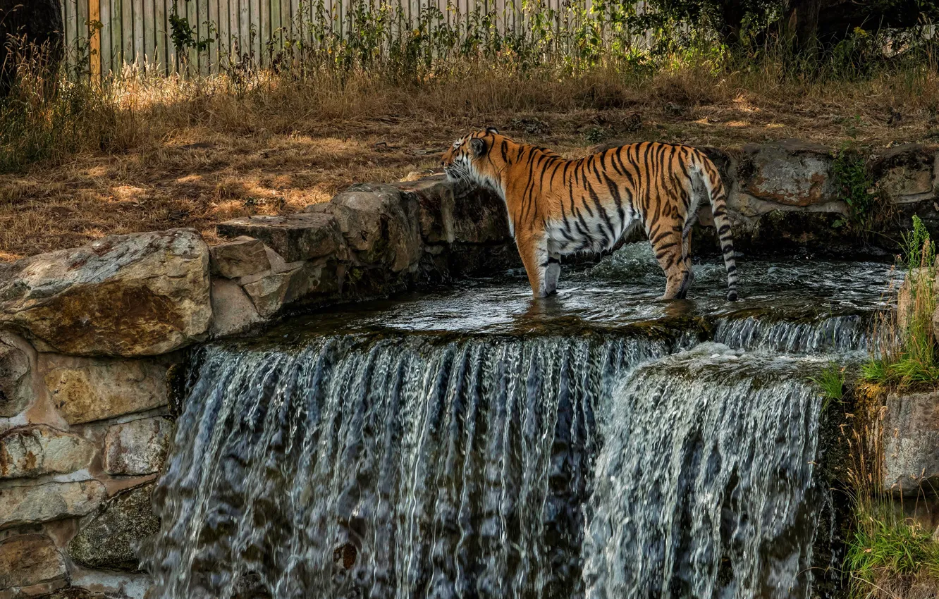 Photo wallpaper nature, tiger, stones, waterfall, wild cat, zoo
