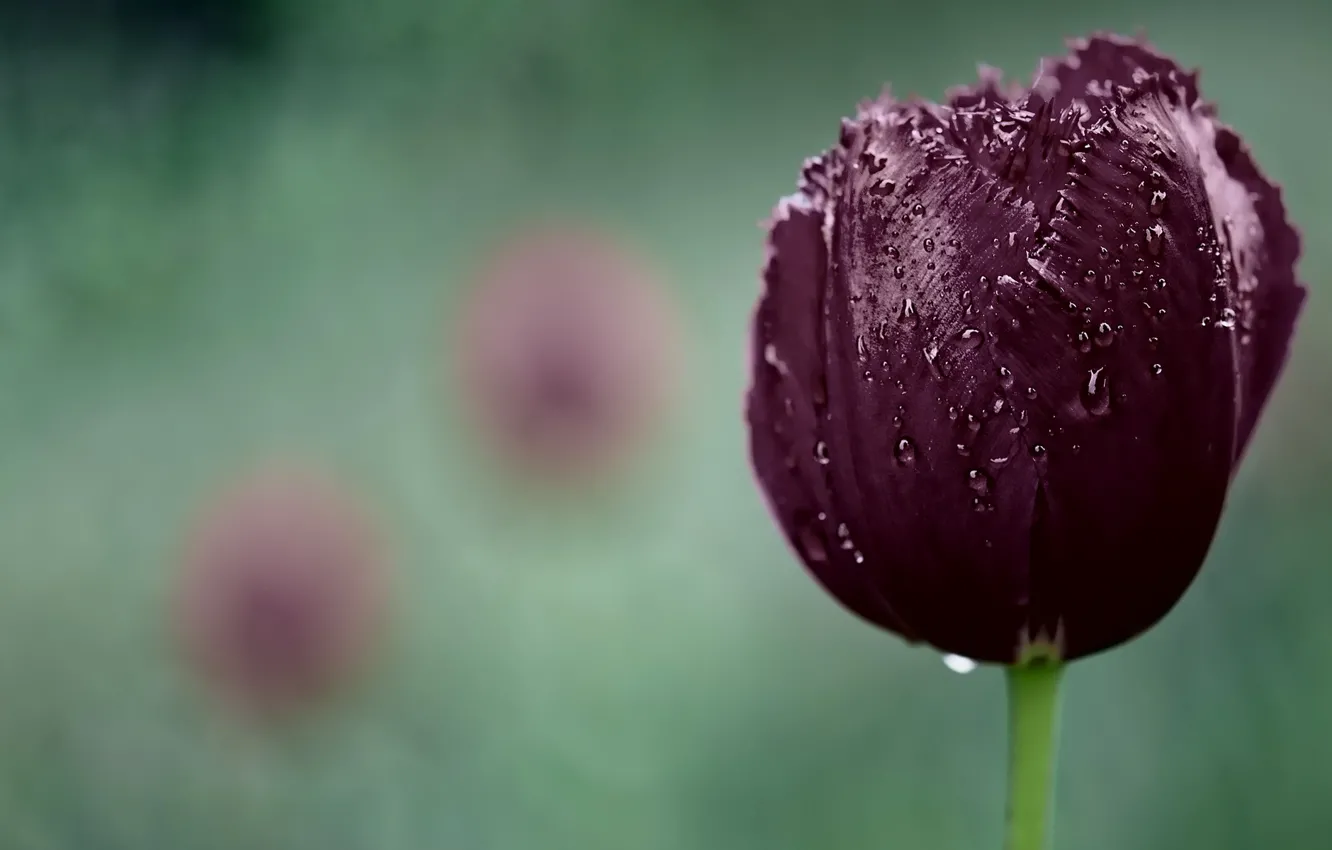 Photo wallpaper drops, flowers, nature, tulips