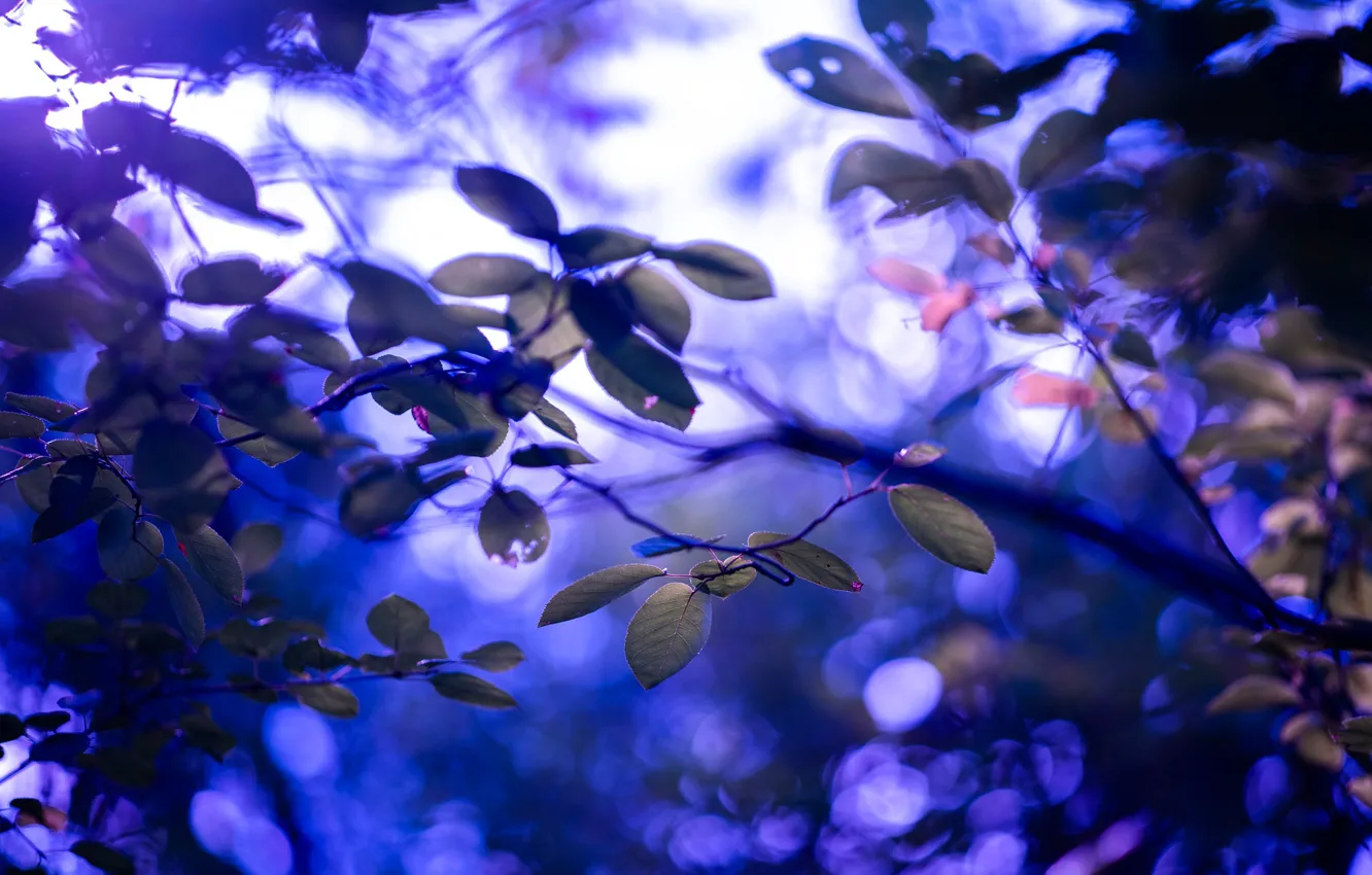 Photo wallpaper leaves, branches, glare, blur