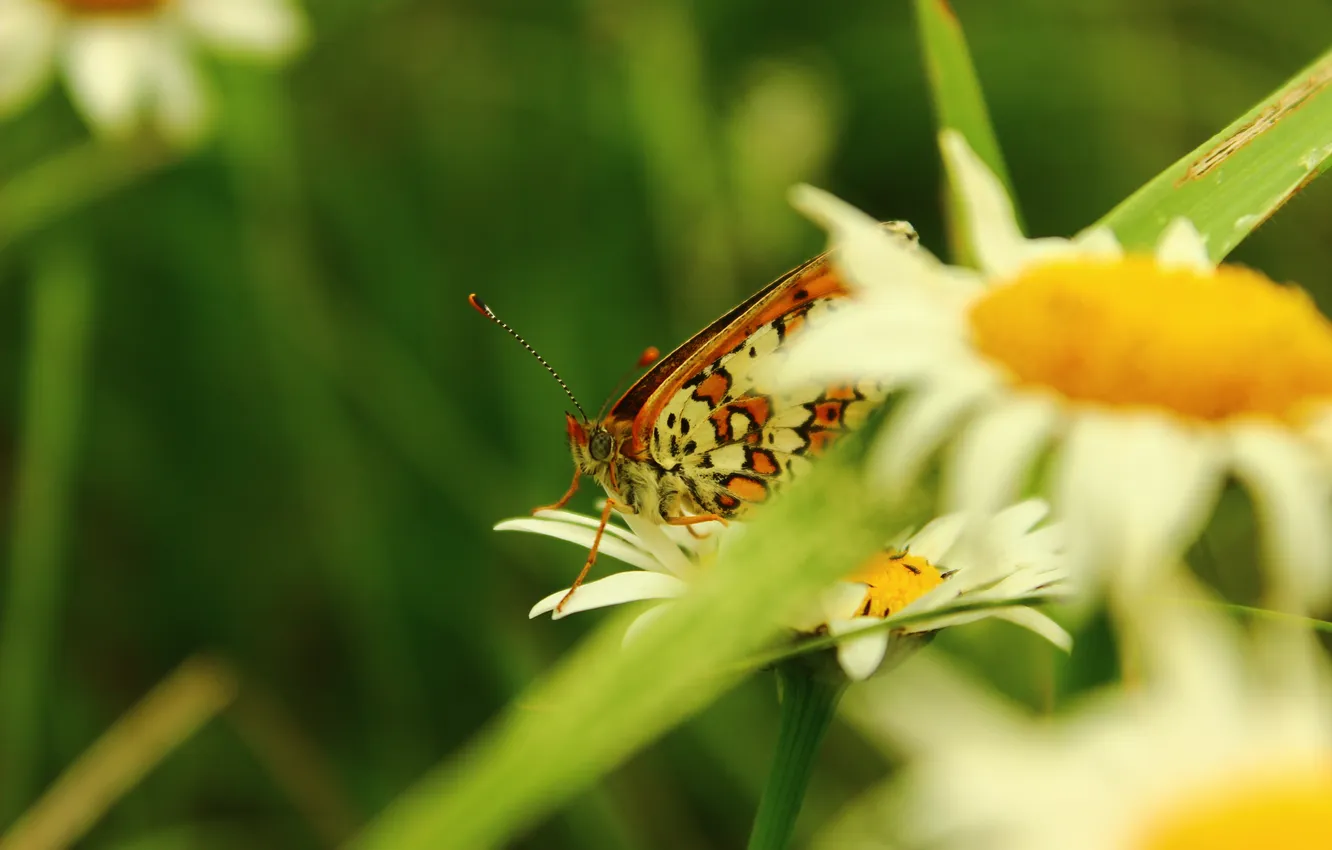 Photo wallpaper wings, Butterfly, Daisy, flower.