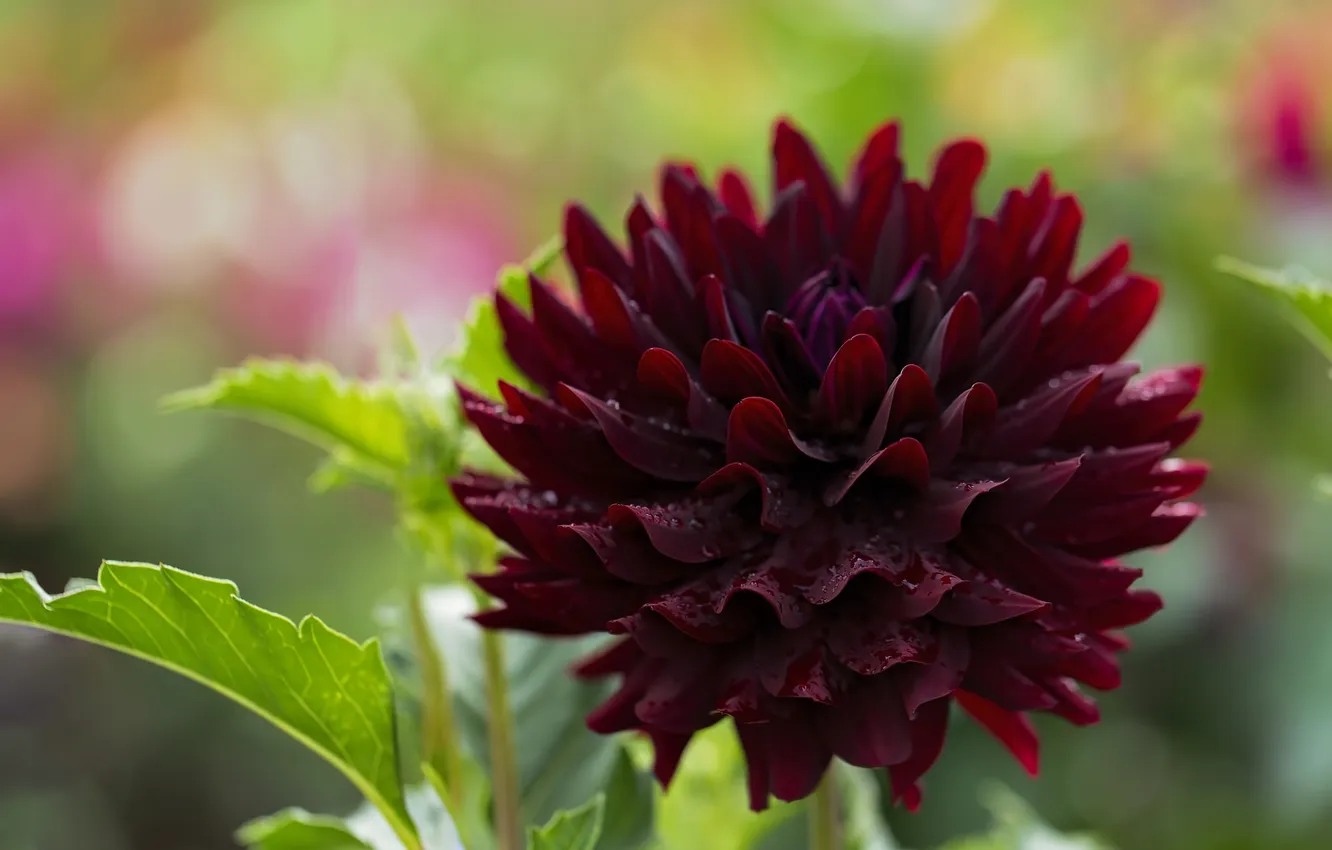 Photo wallpaper macro, Burgundy, dahlias