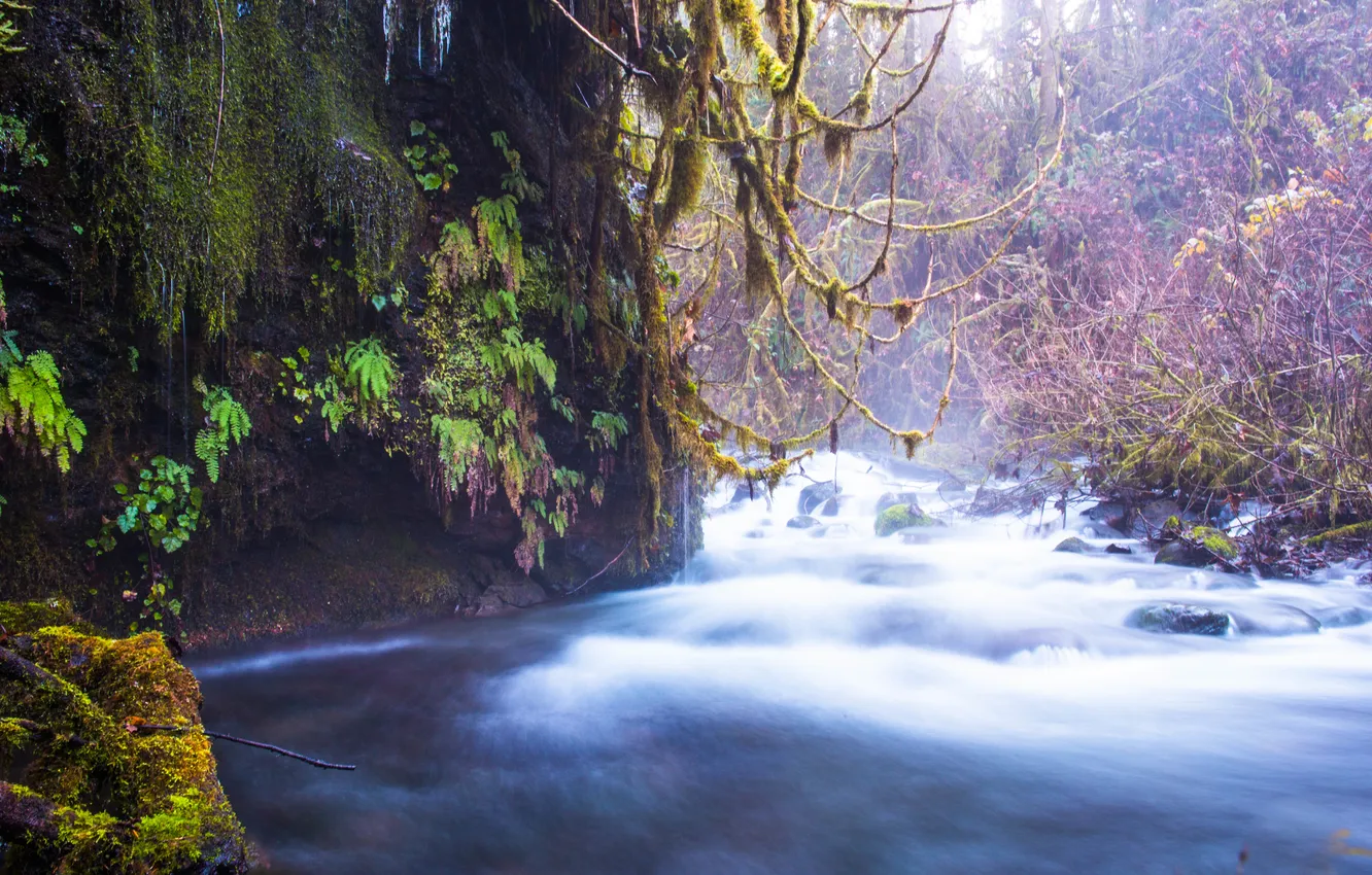 Photo wallpaper forest, trees, nature, river, stream