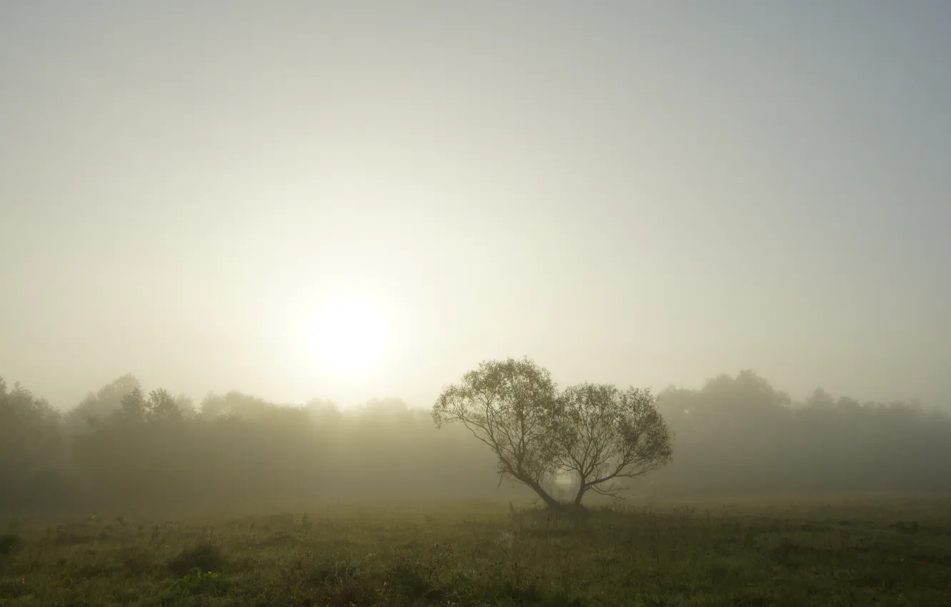 Photo wallpaper autumn, trees, fog, morning