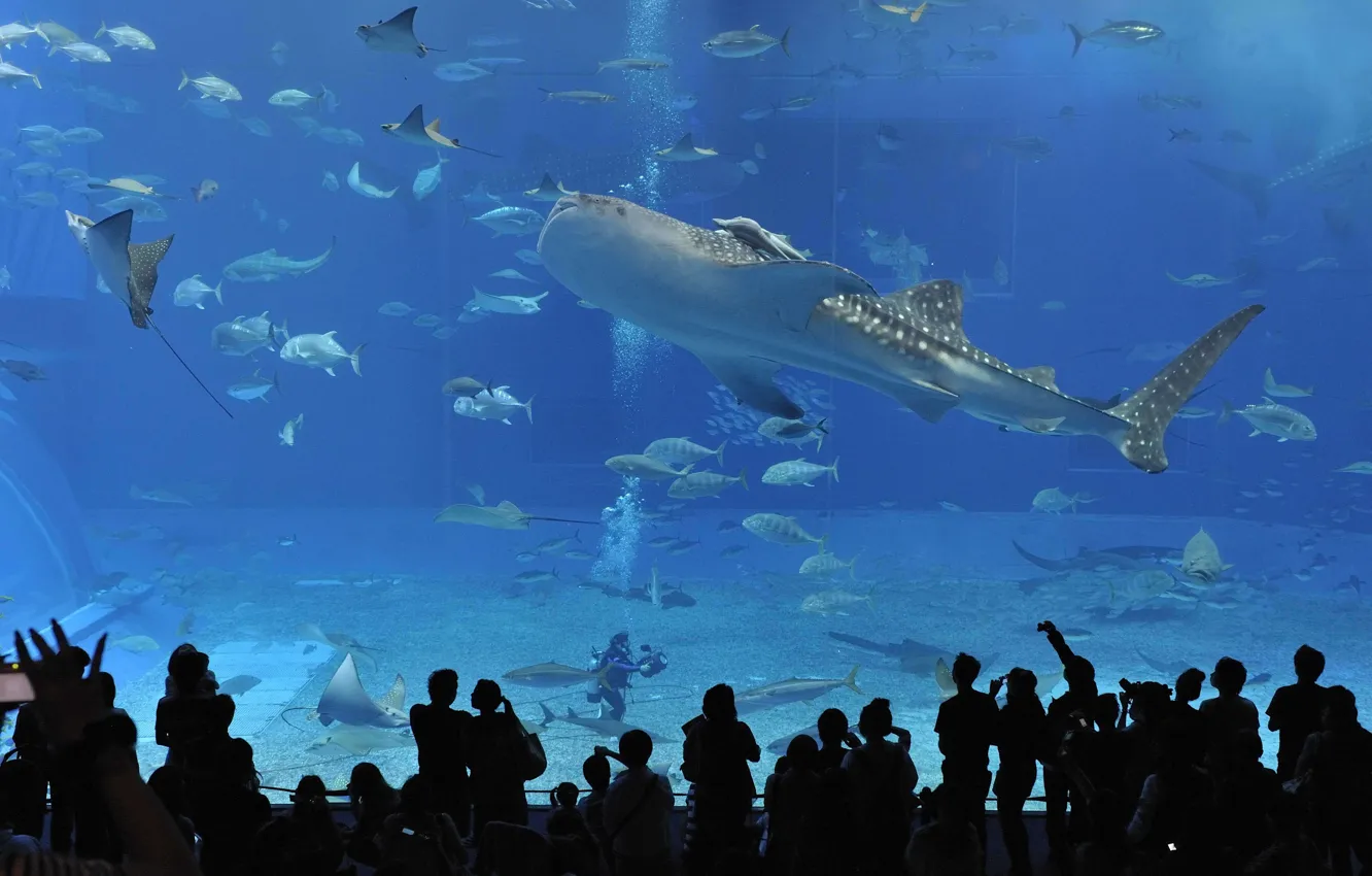 Photo wallpaper people, Japan, underwater world, Okinawa, churaumi aquarium