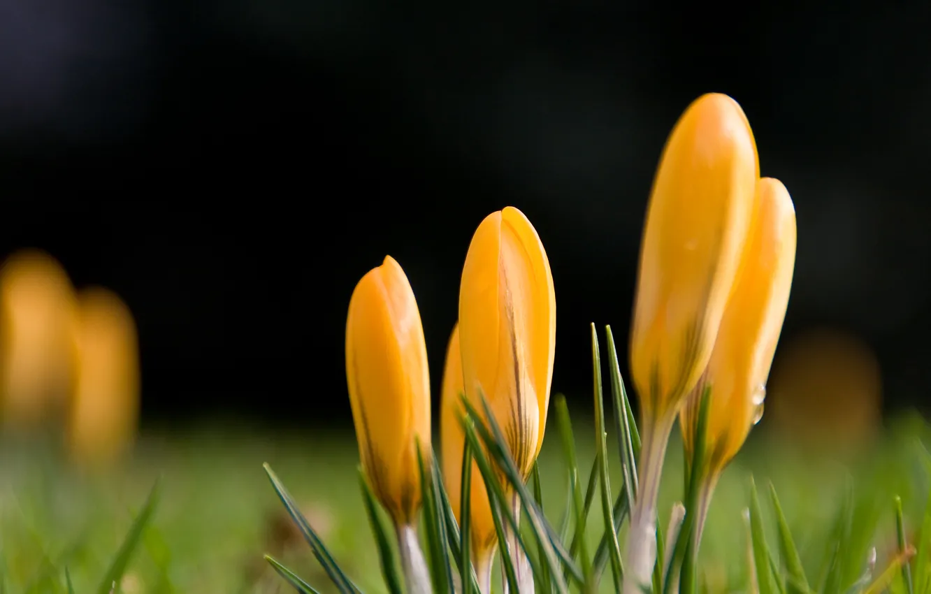 Photo wallpaper drops, flowers, yellow, green, spring, crocuses