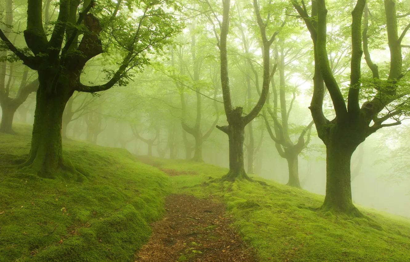 Photo wallpaper road, trees, landscape, fog