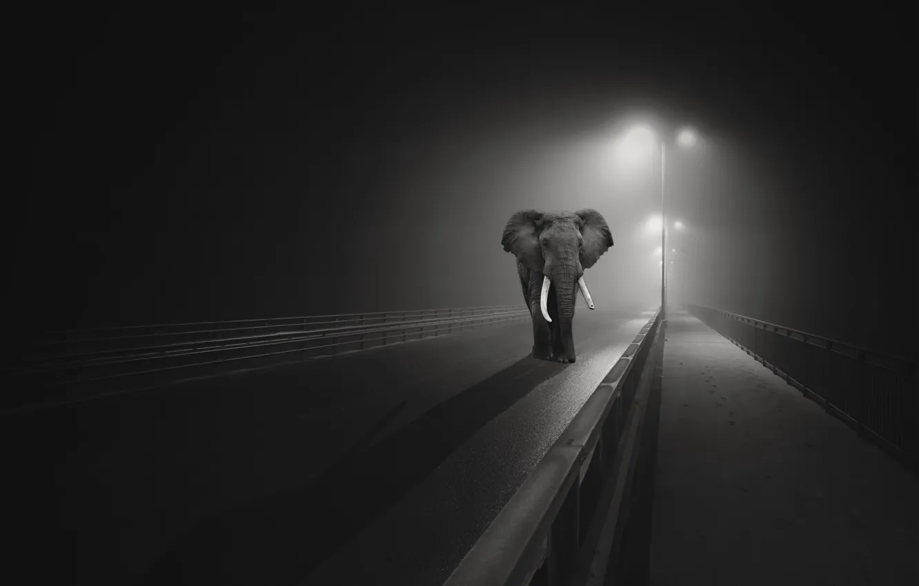 Photo wallpaper night, bridge, the city, elephant