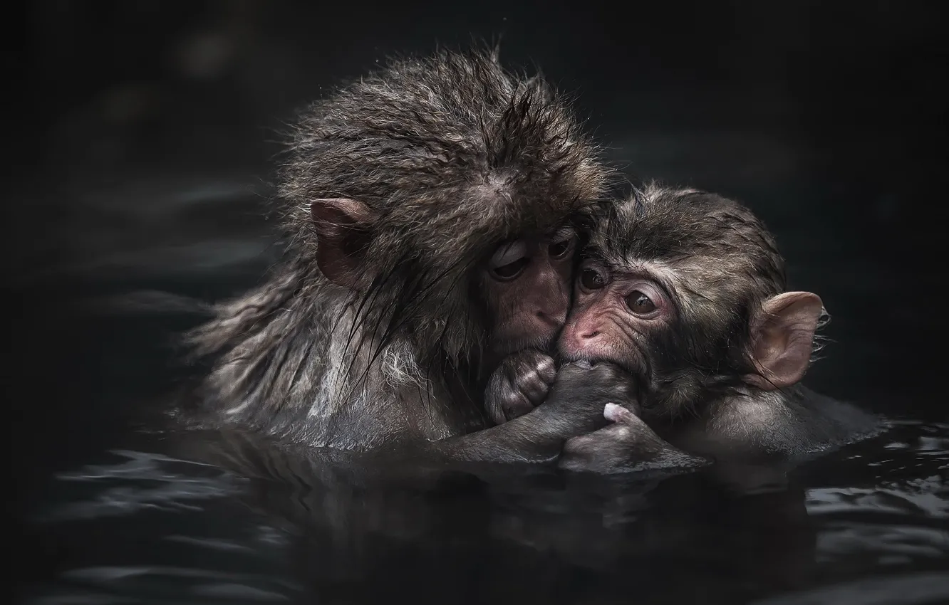 Photo wallpaper water, cub, monkey, Japanese macaque
