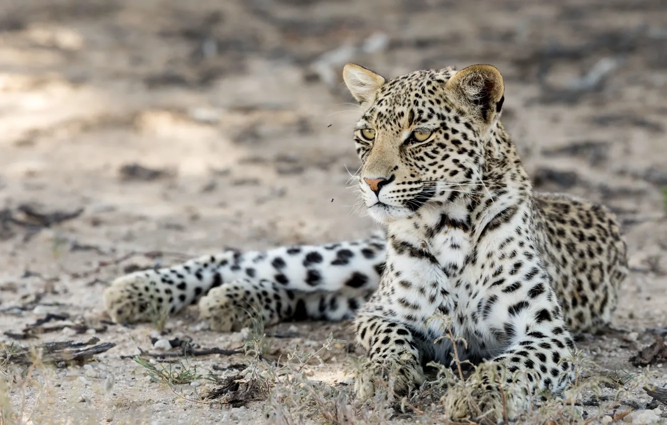 Photo wallpaper nature, beast, Kgalagadi leopard