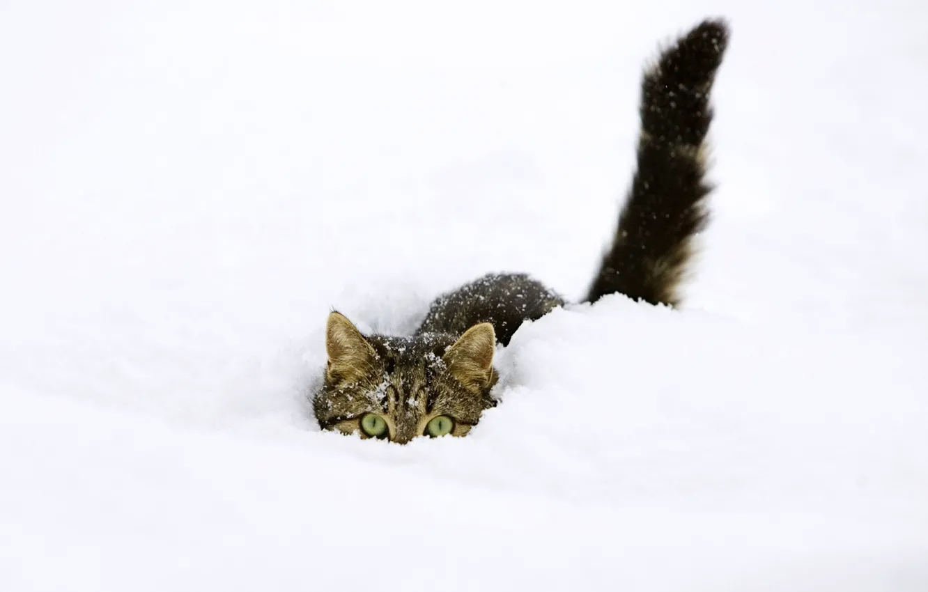 Photo wallpaper winter, cat, snow, hiding