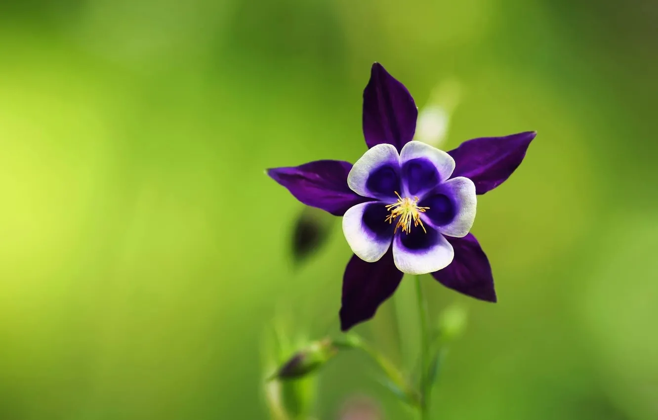 Photo wallpaper stars, macro, flowers, petals, stamens, the catchment, Aquilegia