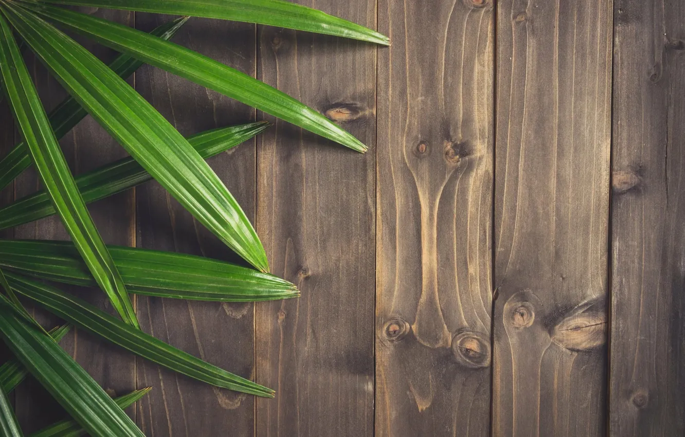 Photo wallpaper leaves, trees, Board, texture