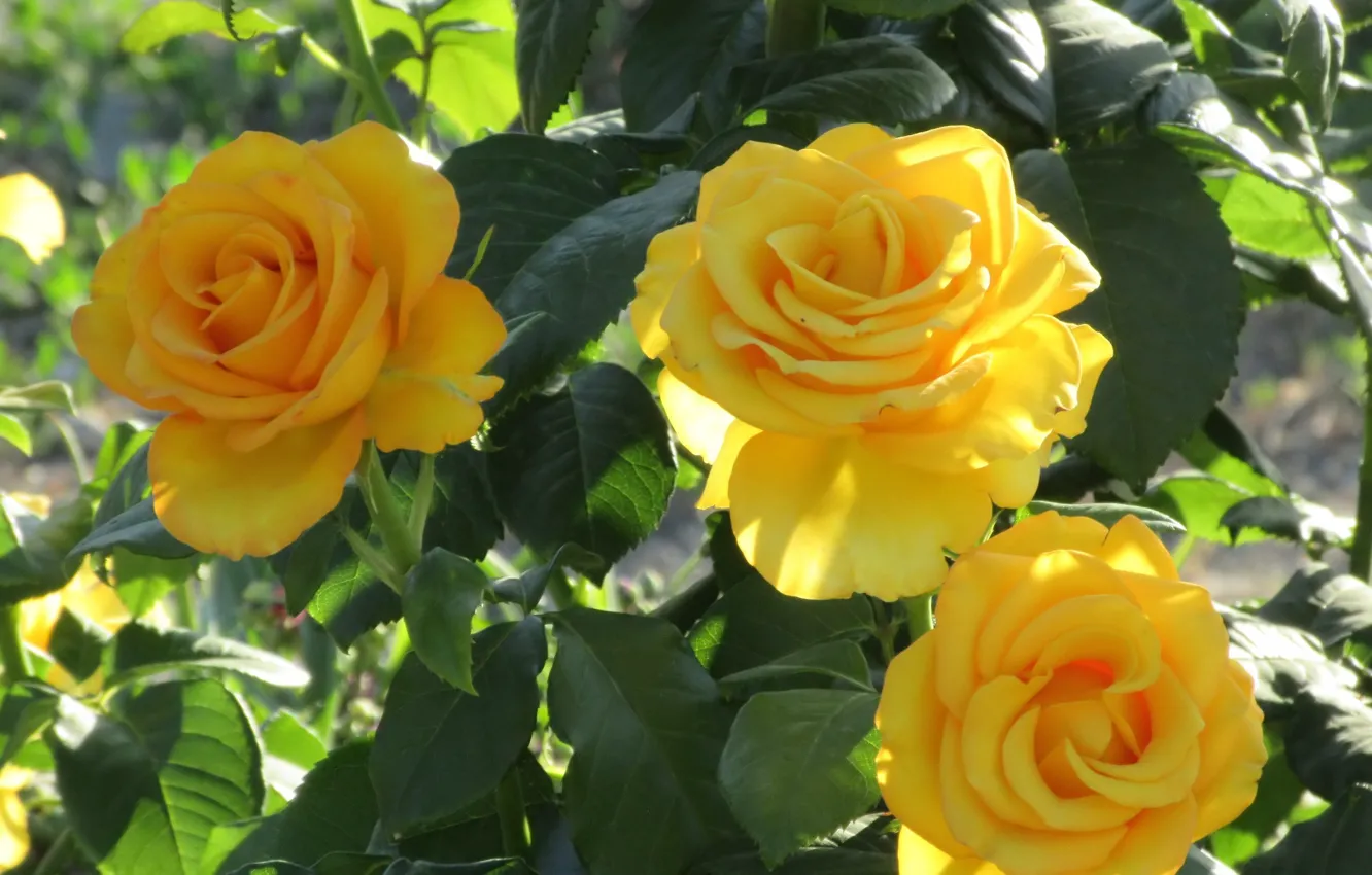 Photo wallpaper leaves, roses, trio, flowerbed, yellow roses, Mamala ©, summer 2018