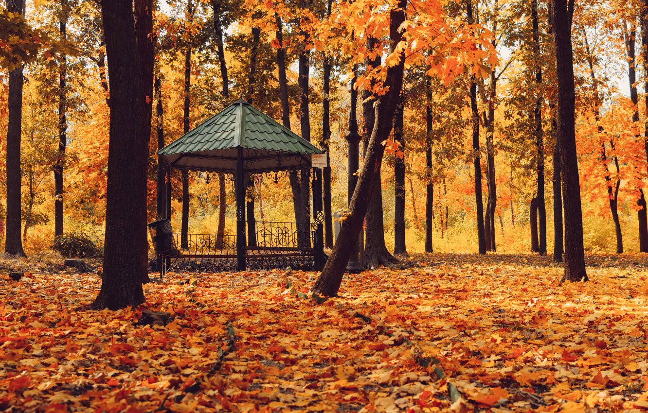 Photo wallpaper autumn, forest, leaves, trees, Park, forest, nature, yellow