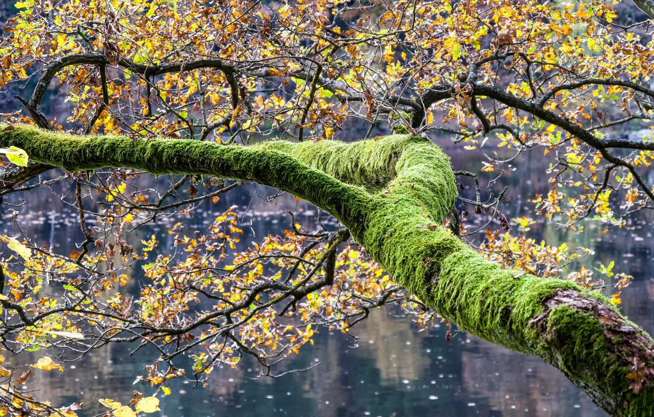Photo wallpaper autumn, leaves, trees, branches, lake, moss, Germany, Bayern