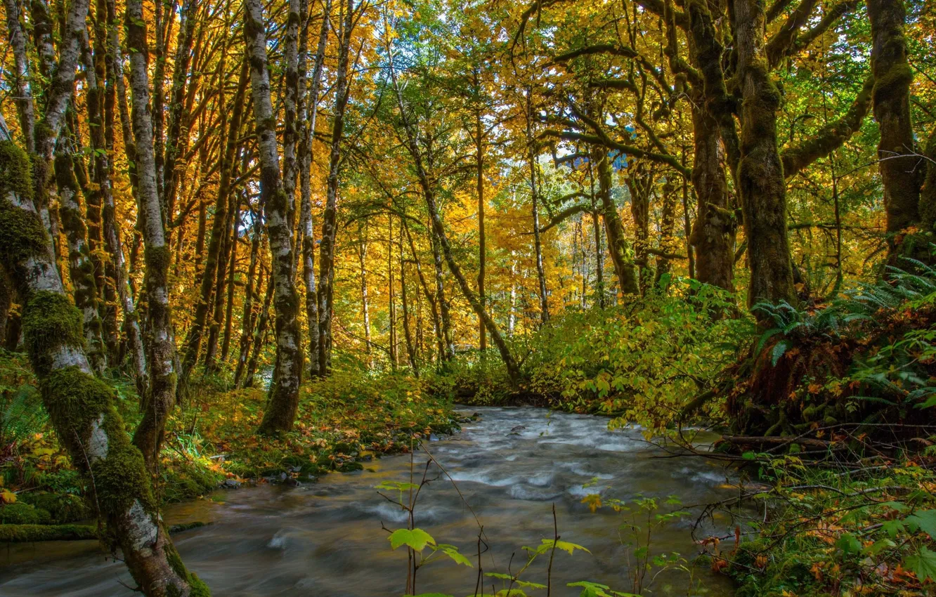 Photo wallpaper beauty, nature, stream, forest, autumn, landscape